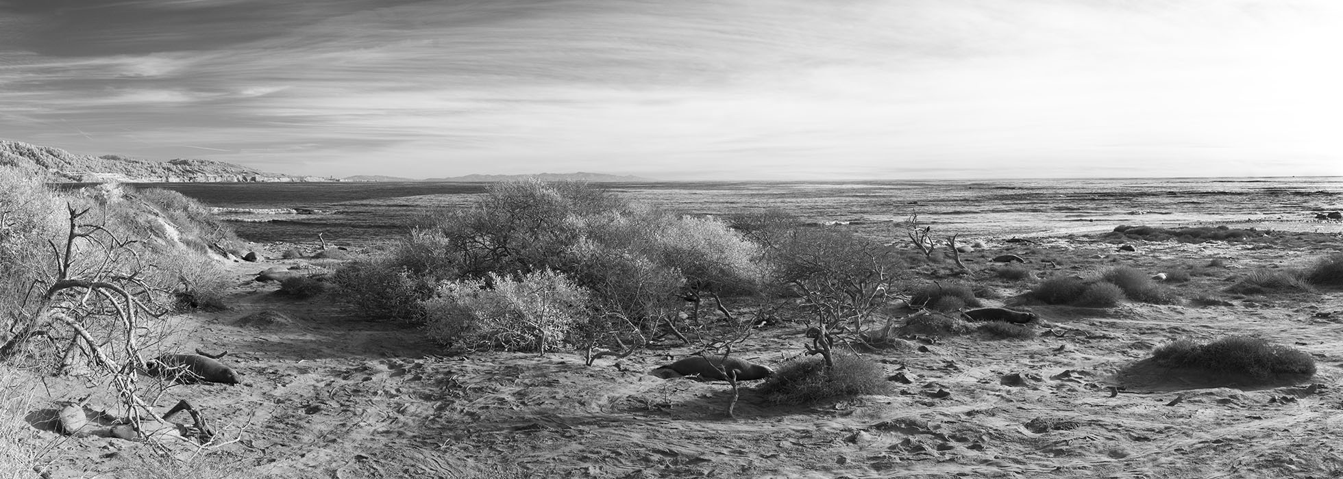Infrared Panorama of Spiky Beach in Northern California, with Three Elephant Seals